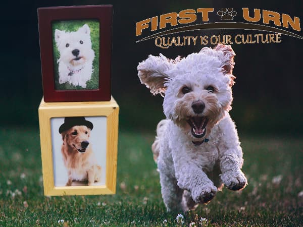 first urn pet ashes powder