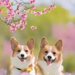 pet urn ashes