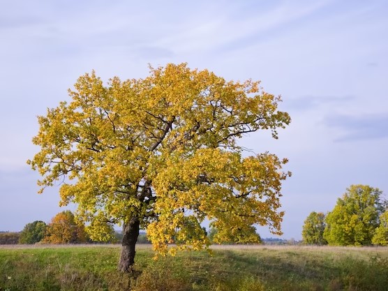 Why Do People Like To Choose Walnut Cremation Urns?