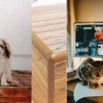 wooden pet urns first urn