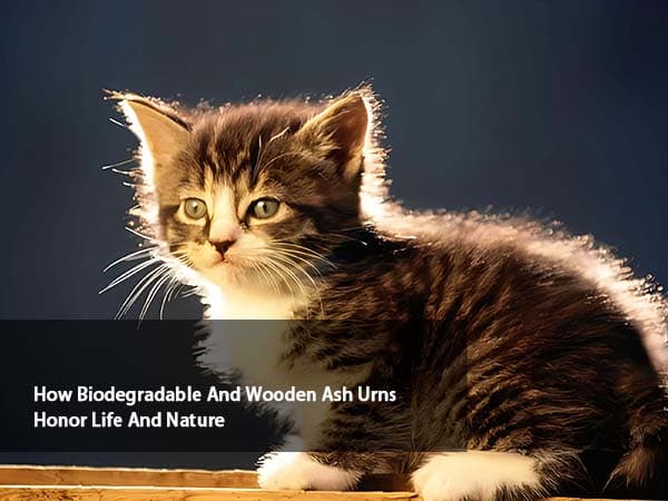 How Biodegradable And Wooden Ash Urns Honor Life And Nature