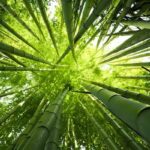 bamboo pet urns