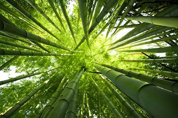 Why Choose Bamboo Pet Urns for Your Furry Friends