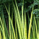 pet urn bamboo 9872