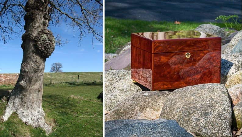burl wood urn the beauty of natural art
