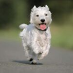 lovely pet urn ashes