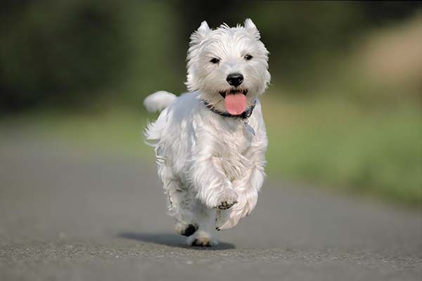 lovely pet urn ashes