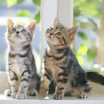 wood photo pet urns 2989