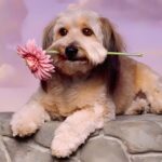 wooden pet burial boxes