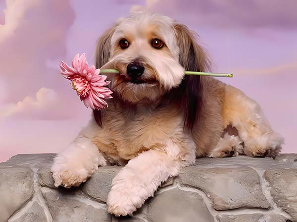 Honoring Our Furry Family With First-Urn
