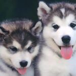 small wooden pet urns