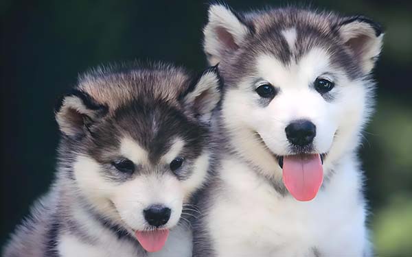 Pets With Small Wooden Pet Urns