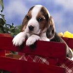 wooden pet memorials
