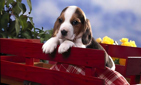 wooden pet memorials