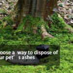 choose a meaningful way to dispose of your pet’s ashes