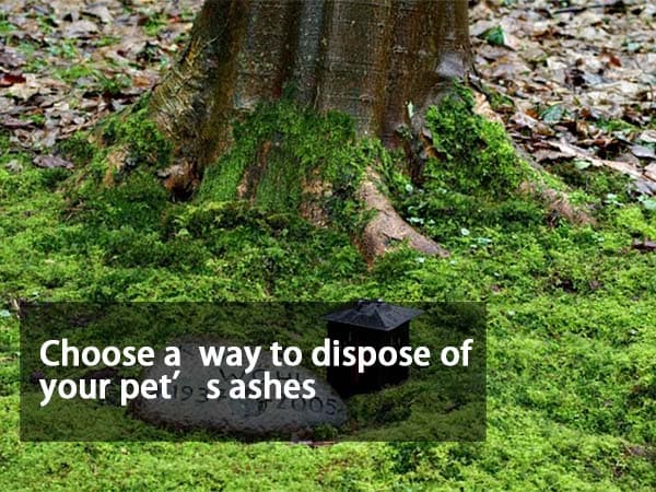 Choose A Meaningful Way To Dispose Of Your Pet’s Ashes