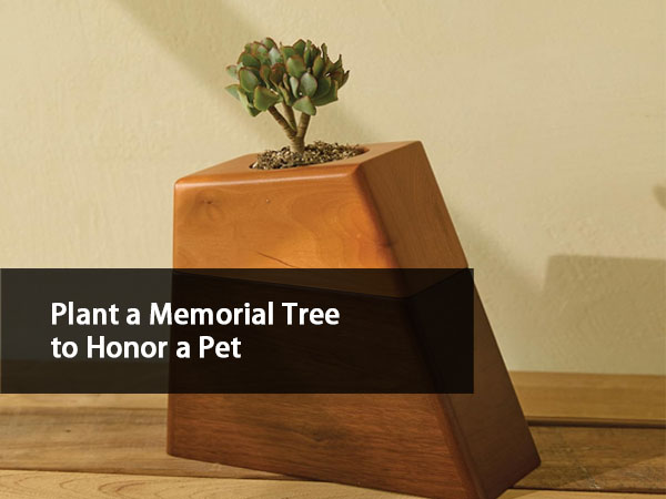 Plant A Memorial Tree To Honor A Pet