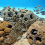 an underwater memorial reef on a sandy seafloor