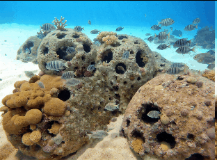 What is the Coral Reef Cremation?